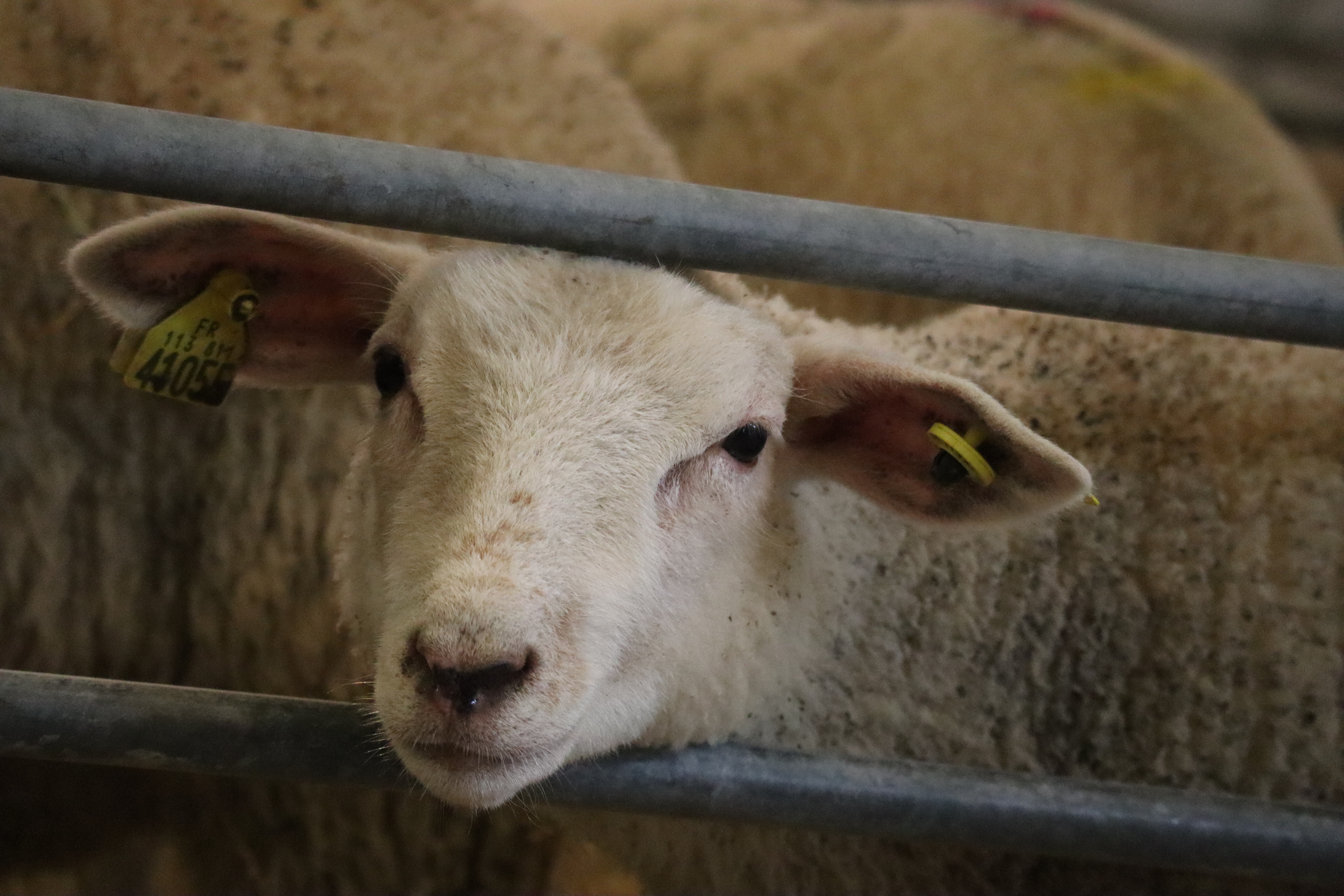 Elevage ovin concours animaux Longom&eacute;tal (4).JPG (9.22 MB)