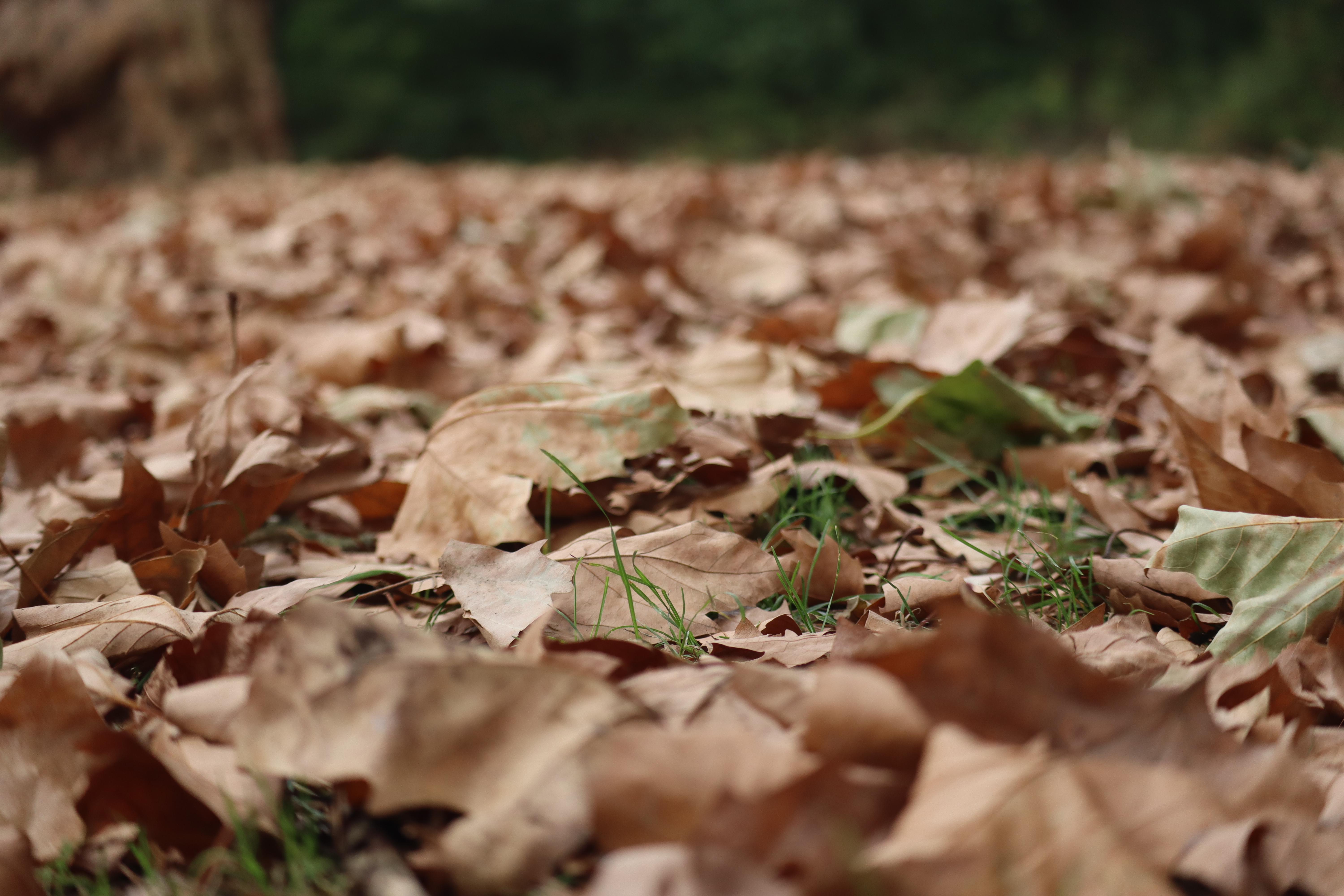 Illustration chute de feuilles été 2025 (1).JPG (7.10 MB)