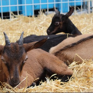 Des fermes paysannes ouvrent leurs portes dans l'Allier à l'initiative de la Confédération paysanne