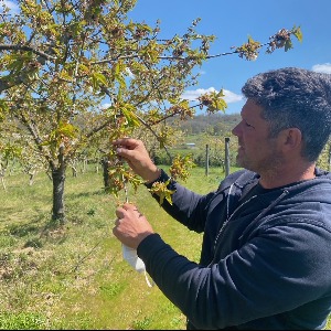 " On est à 100% de pertes", désolation et résignation pour un arboriculteur de Saint-Victor