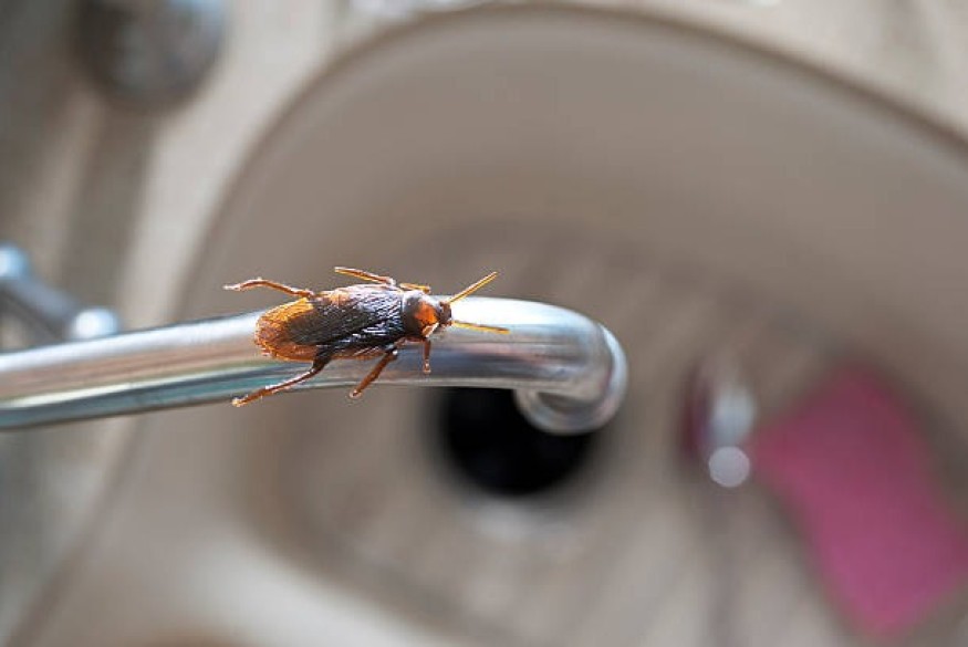 3 à 5% des logements de Montluçon habitat infestés par des blattes