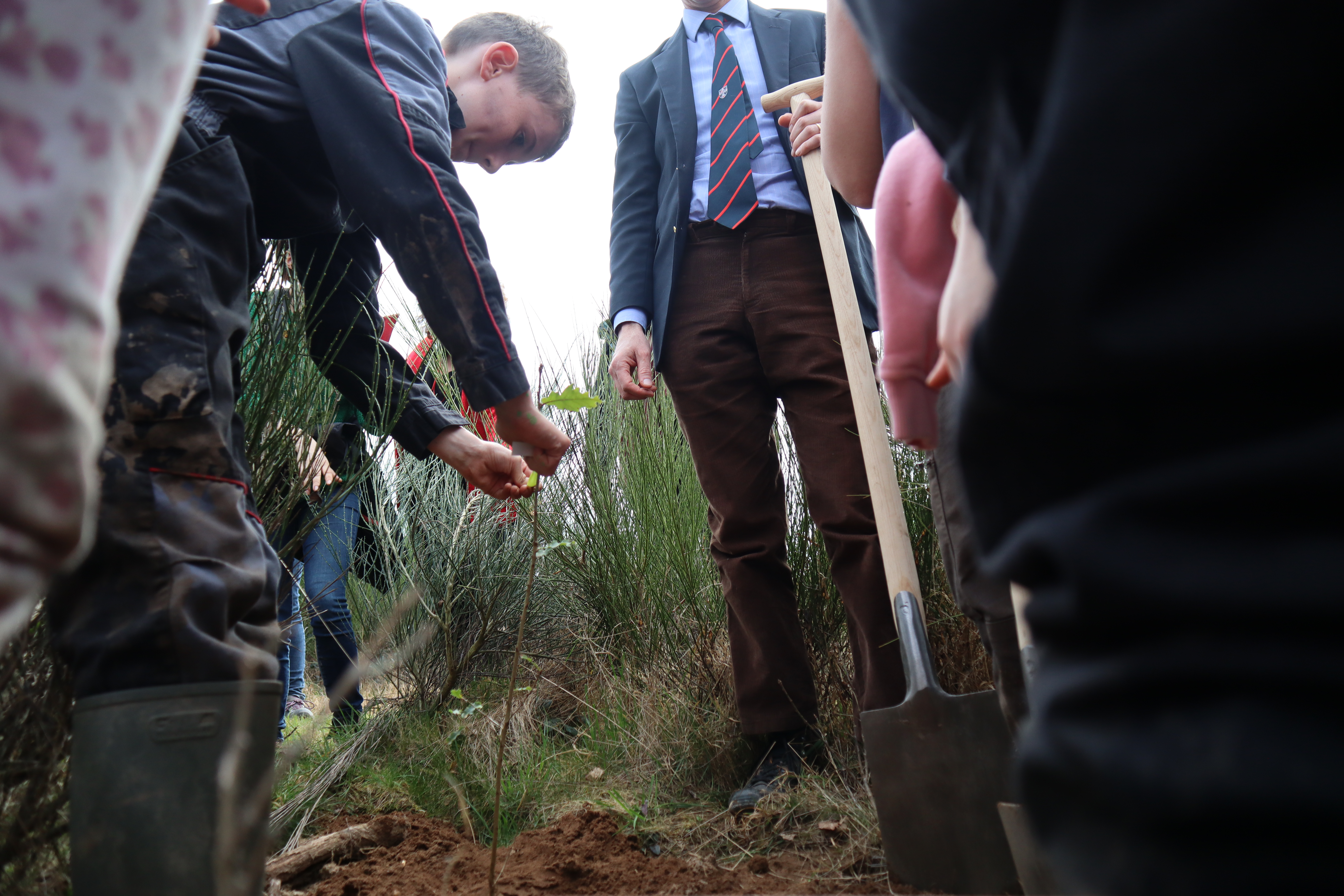 Plantation arbre forêt de Tronçais mars 2025 (2).JPG (7.39 MB)