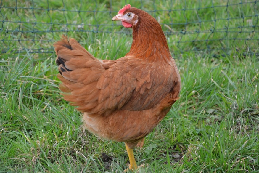 Plusieurs centaines de poule destinées à l'abattage sont à adopter dans l'Allier et la Creuse