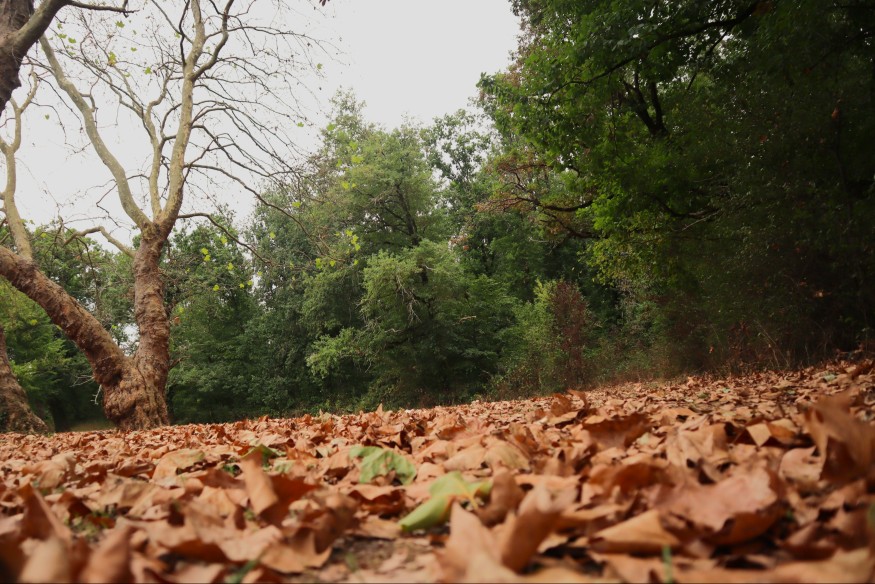 On vous explique pourquoi les arbres de l'Allier ont déjà perdu beaucoup de leurs feuilles