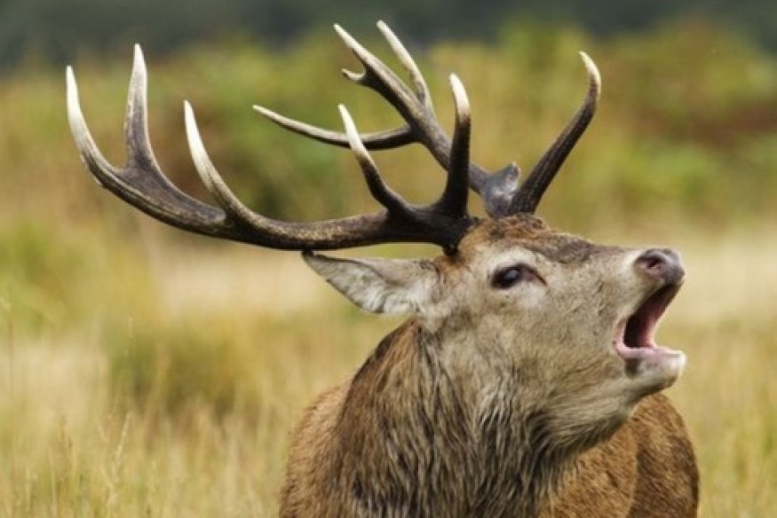 Brame du cerf : des mesures mises en place en forêt de Tronçais pour préserver la quiétude des animaux