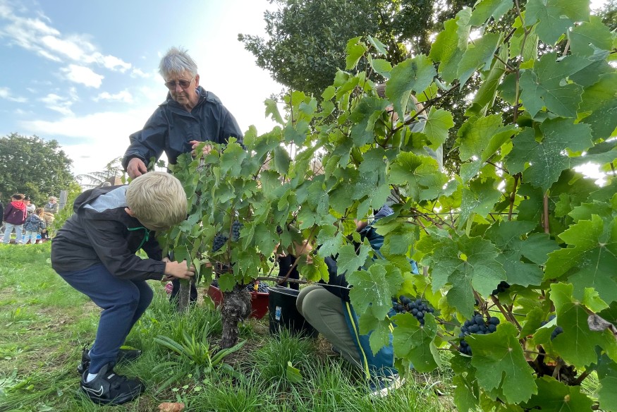 A Domérat, une association perpétue la tradition vigneronne de la commune